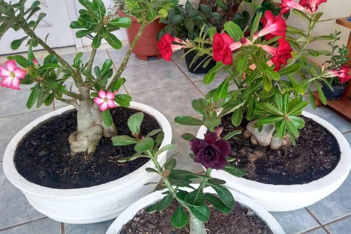 Como fazer rosa do deserto florir: técnica infalível e muito simples de fazer