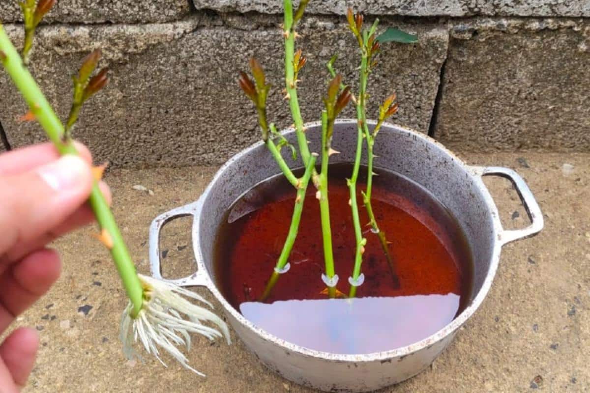 Como plantar rosas usando galhos: técnica infalível e super fácil de fazer