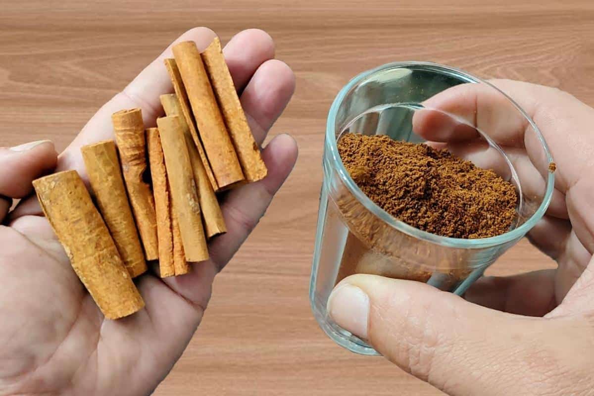 Como fazer planta crescer e florir mais rápido: técnica que dá certo em qualquer estação do ano